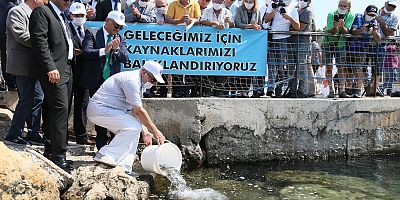 Zehirli balon balıklarının biyolojisi çözülüyor