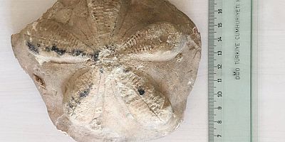 23 milyon yıllık fosiller bulundu
