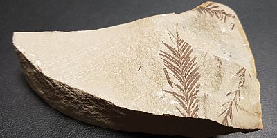 Beydağları'nda 65 milyon yıllık bitki fosili