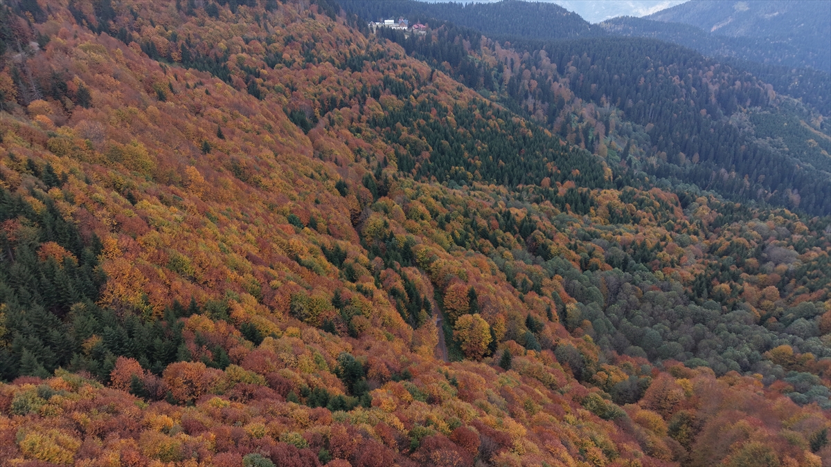 Artvin'de dersin adresi değişti! Öğrenciler sonbaharın izini sürdü